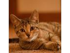 Adopt Loona a Domestic Short Hair