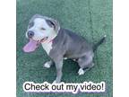 Adopt Latkes a Mixed Breed