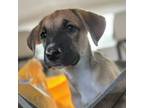 Adopt Birdie a Boxer, Shepherd