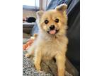 Adopt Brooke a Pomeranian
