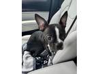 Adopt Riot a Boston Terrier