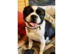 Adopt Annie a Lhasa Apso, Boston Terrier