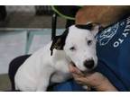 Adopt Snookie Shore a Pit Bull Terrier