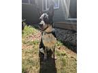 Adopt Pixel a Australian Cattle Dog / Blue Heeler