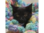 Adopt Birch a Domestic Short Hair