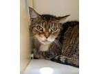 Adopt Sophie a Domestic Short Hair