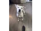 Adopt Valentine a Labrador Retriever, Australian Cattle Dog / Blue Heeler