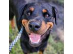 Adopt Abigail a Rottweiler