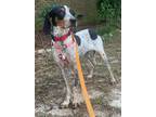 Adopt Iris a Bluetick Coonhound
