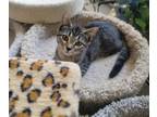 Adopt Bianca a Tabby