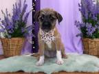 Adopt Chloe a Yorkshire Terrier, Pug