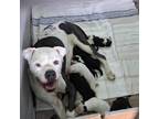 Adopt Momma Bessie a Boxer, Pit Bull Terrier