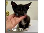 Adopt Sam a American Shorthair