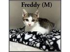 Adopt Freddy a American Shorthair