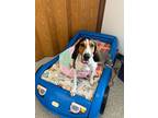 Adopt Hope a Coonhound