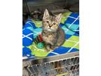 Adopt Tiggs a Domestic Short Hair