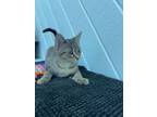 Adopt Penelope a Domestic Short Hair