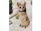 Adopt Nunez a Domestic Short Hair