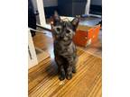 Adopt Louisa a Domestic Short Hair
