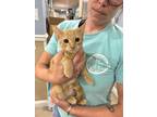 Adopt Adrian a Domestic Short Hair