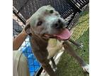 Adopt Statue a American Staffordshire Terrier