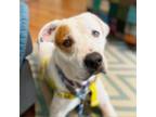 Adopt Sweet Pea a Pit Bull Terrier, Boxer