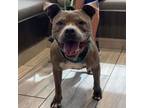 Adopt Hartley a Pit Bull Terrier