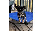 Adopt Meeka a Mixed Breed