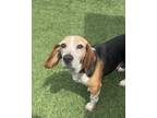 Adopt Charlie6 a Beagle