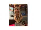 Adopt Cranberry a Domestic Short Hair, Tabby