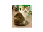 Adopt Hadley a Domestic Short Hair