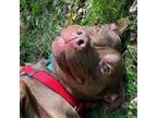Adopt Truffles a Pit Bull Terrier