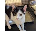 Adopt Lexapro a Domestic Short Hair
