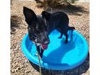 Adopt India a Australian Cattle Dog / Blue Heeler