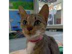 Adopt Bluebonnet a Domestic Short Hair