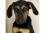 Adopt Zara a Hound