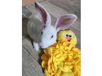 Adopt Pom Pom a Florida White