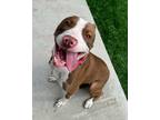 Adopt Lilly a Pit Bull Terrier
