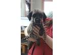 Adopt Mimi a Schnauzer, Poodle