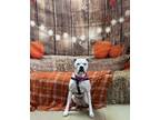 Adopt Darla/Maggie a Boxer