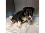 Adopt Lady Bug a Hound