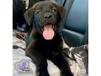 Adopt Lil Attitude - Homer Litter a Labrador Retriever, Mixed Breed