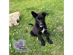 Adopt Angel a Karelian Bear Dog, Husky