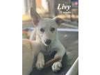 Adopt Olive "Livy" a German Shepherd Dog