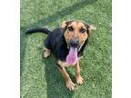 Adopt Allyson a German Shepherd Dog