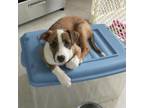 Adopt Valen a Hound, Labrador Retriever