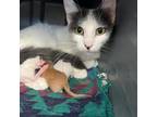 Adopt Madre Fagor a Domestic Short Hair