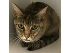 Adopt Toxica a Domestic Short Hair