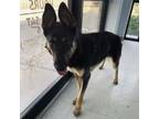 Adopt Roo a German Shepherd Dog