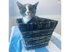 Adopt Moon Whisker a Domestic Short Hair